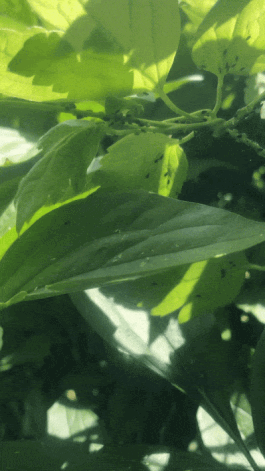 A gif shot vertically on an iphone. The camera is unsteady. A close up of green leaves and stems of a plant dappled with sunlight. The stems of the plant are covered with tiny aphids both dead and alive. The camera zooms in to show black ants farming the aphids, approaching each one and sucking up the honeydew that it produces.