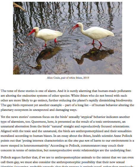 Page from 'This Compost: Erotics of Rot' featuring 2 white birds (ibises) and 3 paragraphs of text.  Click 'open pdf in a new tab' to see full screen-reader friendly PDF